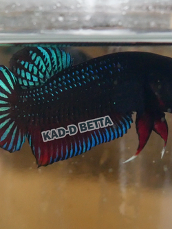 แบ่งทำสาย พ่อพันธุ์หม้อร้อย VIP ผิวต่ำๆ(มีน้อย)