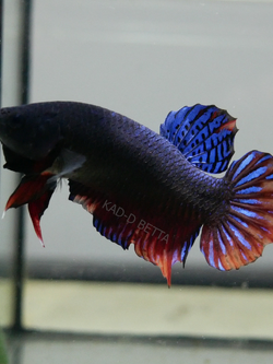 มาเลลูกร้อย เบอร์ 5 ปลามี 2 สีครับ ม่วง กับ เทา รอย 1.3-1.4+