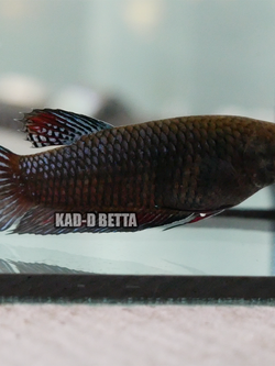 แม่พันธุ์มาเลลูกนอก แท้ 100%