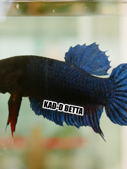 ปลากัดมาเลลูกร้อย