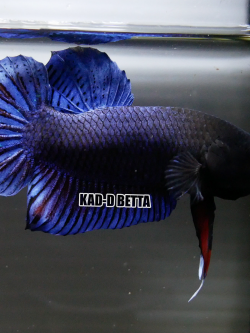 มาเลลูกนอก แท้ 100%