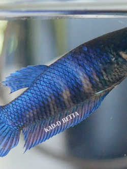 แม่พันธุ์หม้อมาเลลูกนอก แท้ 100%