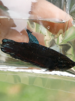 (เบอร์แนะนำ) ตอนนี้เขี้ยวกำลังดี รอย 1.2