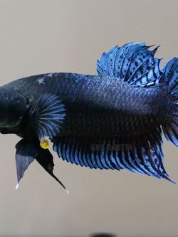 K9 ปลาเชิงดีเหมาะทำสายพันธุ์ รอย 1.7-2.0