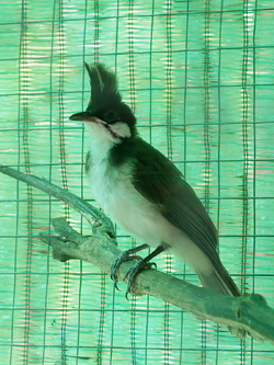 นกกรงหัวจุกลูกเพาะ สายเวียดนามร้อย