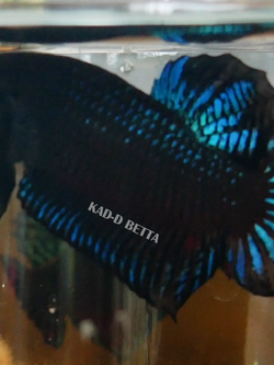 แบ่งทำสาย หม้อมาเลลูกร้อย vip แนะนำครับ