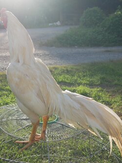 ชี ชนะแล้ว 1 ไฟล์ นน. 3.1