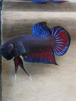 ตัวเล่น เท 500-3000 แล้วแต่พื้นที่