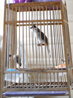 นกกรงหัวจุก ชำป่าแพร่