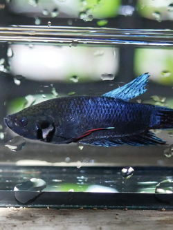 ชุดละ 3 ตัว "เจ้าโอเล่" รอย 1.1 1.2 1.3