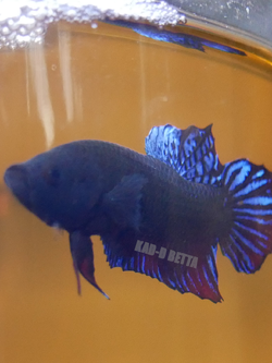 มาเลลูกร้อย เบอร์ 7