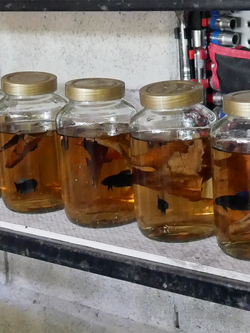 หม้อมาเลลูกร้อย ปลาเช็ค ปลาคัด ผ่านสายตาแล้ว รอย 1.2-1.3