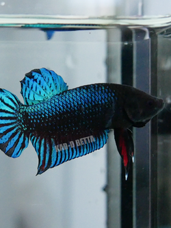 มาเลลูกร้อย เบอร์ 8 เขี้ยว 70% สีเขียวทั้งบ่อ