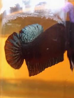 ลูกนอก มาเลนำเข้า