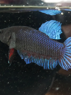 ตัวเล่น เท 500-2000 แล้วแต่พื้นที่