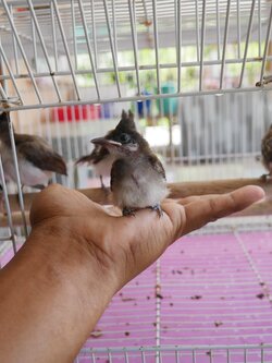 25อินโด เบิ้ล หมึกเข้มรอบคอ (เพศผู้)