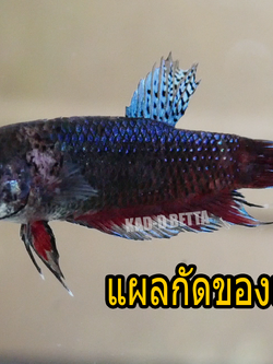 เบอร์ 7 เขี้ยว 75% ปลามี 2 สีครับ ม่วงครามๆ กับเทา ขนาด 1.3-1.6