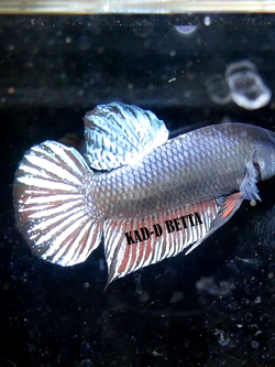 ปลาเลี้ยงแล้ว พร้อมกัด!