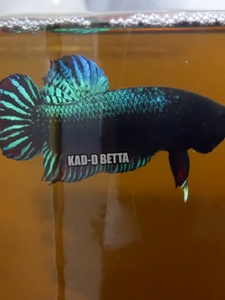 มาเลลูกร้อย เขี้ยวยาว ฉายา ไอ้สามกอง