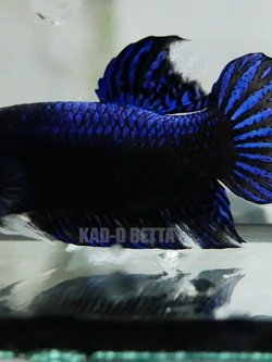 พ่อพันธุ์มาเลลูกร้อย รอย 1.8