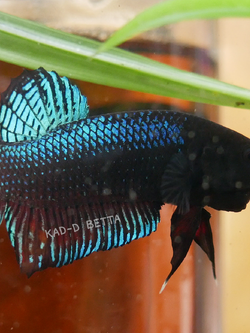 แบ่งทำสาย หม้อมาเลลูกร้อย VIP (สีเขียวดำ)