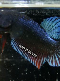 HM-4 มาเลลูกร้อย สายพ่อมาเลลูกนอก รอย 1.1-1.2 สีเทา