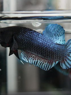 มาเลลูกร้อย เบอร์ 15