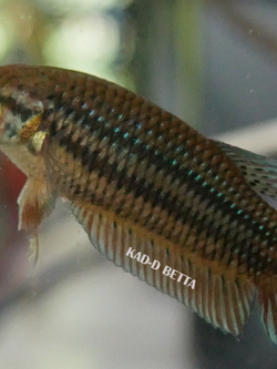 แบ่งทำสาย แม่พันธุ์หม้อมาเลลูกร้อย vip แนะนำครับ