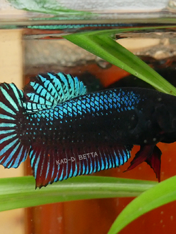 แบ่งทำสาย หม้อมาเลลูกร้อย VIP (สีเขียวแดง)