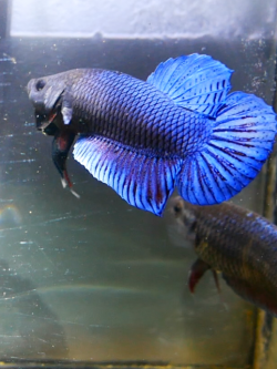 มาเลลูกนอก เกรด VIP 1 คู่พร้อมผสม