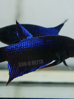 เบอร์ 8 รอย 1.3 ปลา 3 สี คราม เทา เขียว (แผลกัดตามรูปที่2)