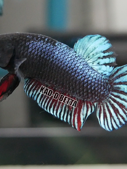 มาเลลูกร้อย เบอร์ 8