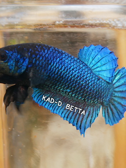 พ่อพันธุ์ แก้มเขียวสุดเบอร์ ขุนแล้ว รอย 1.6