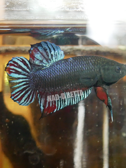 มาเลลูกร้อย กัดหางเยอะ