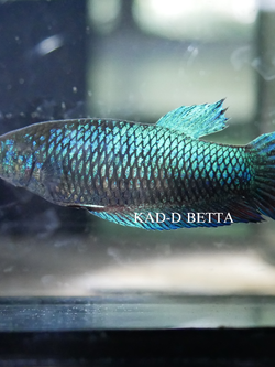 แม่พันธุ์ หม้อหน้าเขียว (แก้มเขียวสุดเบอร์กัดหม้อได้) พร้อมผสม