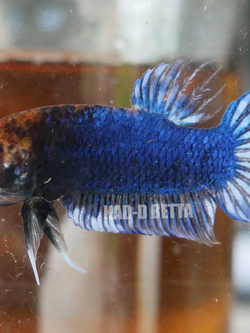 สายเทแพง หลุดสีคราฟตัวสุดท้าย แนะนำไว้ทำสาย เป็นจุดเด่นและเก่งด้วย