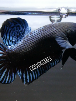 มาเลลูกนอก แท้ 100%