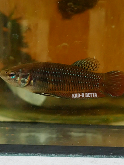 แบ่งพิเศษ แม่พันธุ์ เชื้อต่ำสายหางจัด *จำนวนจำกัด*