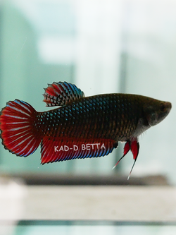 แม่พันธุ์มาเลลูกนอก ไข่แน่นพร้อมรัด