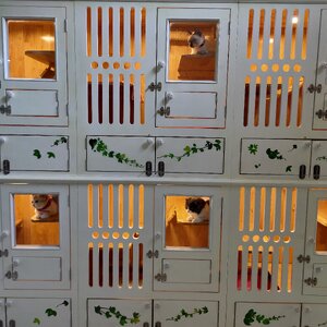 ห้องแมว Phase IV (Capsule Zone)