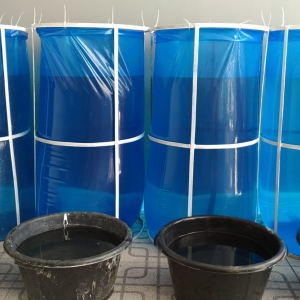 วิธีการเลี้ยงปลากัดเก่ง