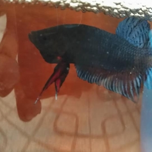 การเลี้ยงปลากัดเพื่อการแข่งขัน