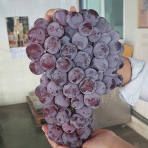 องุ่น (Grapes)